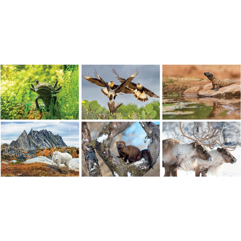 North American Wildlife Desk Cal.