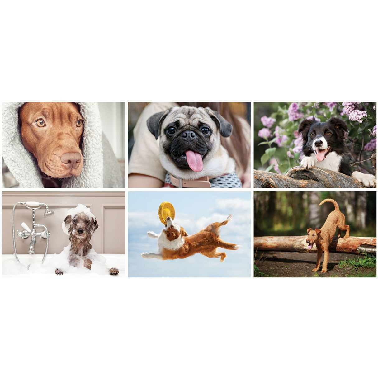 Full Colour Canine Companions Spiral Wall Calendar