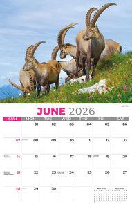 Galleria Wall Calendar 2026 International Wildlife
