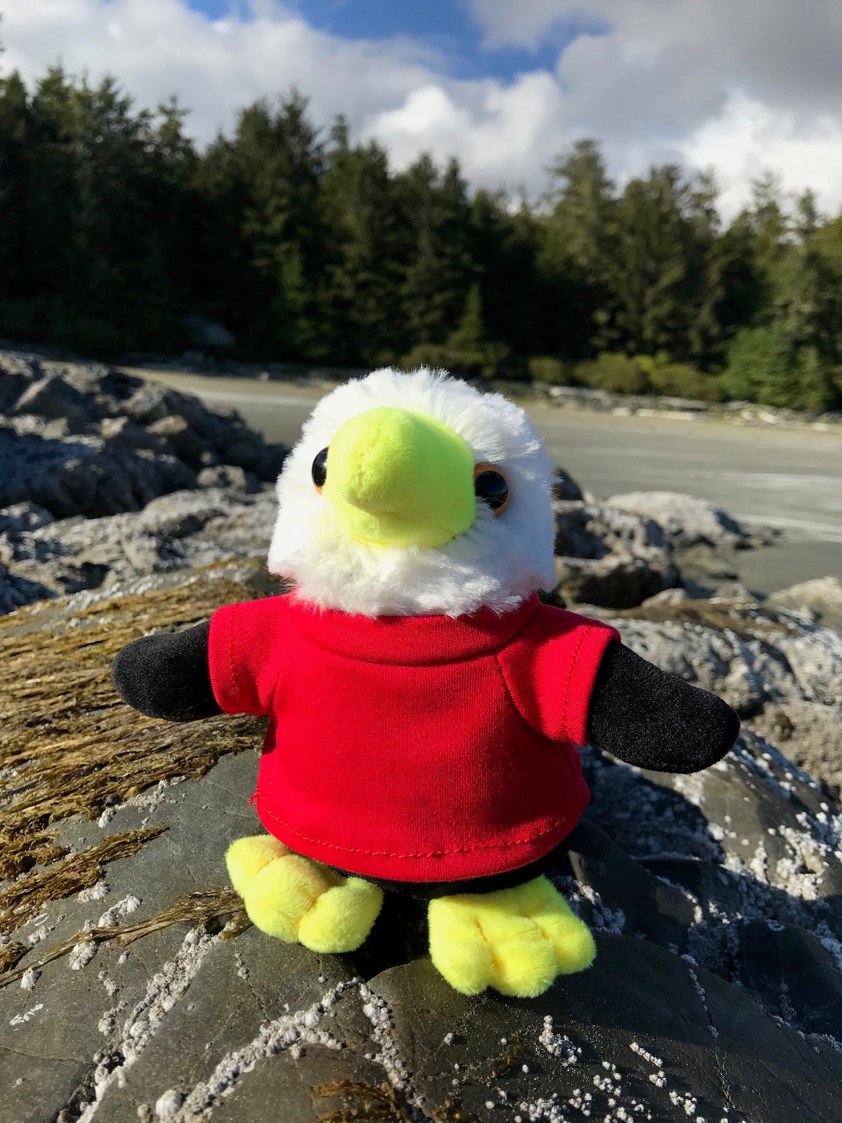6" Mini Me Everett Eagle