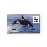 With Kiwi Scent And Large Customizable Sleeve 0 07 Fl Oz / 2 Ml Per Packet